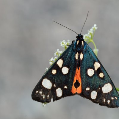 Callimorpha dominula (přástevník hluchavkový), SK, Štôla