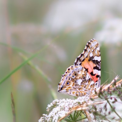 Vanessa cardui (babočka bodláková), SK, Štôla