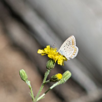 Polyommatus icarus (modrásek jehlicový), Lukovany