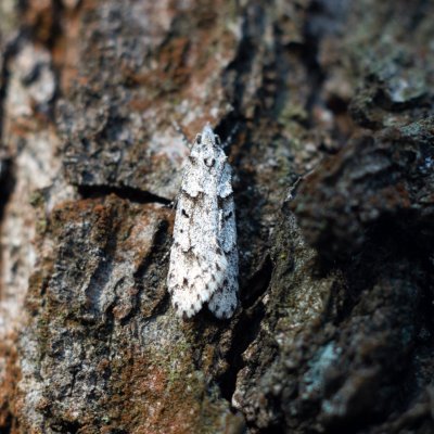 Diurnea fagella (šedivěnka jarní), Podkomorské lesy