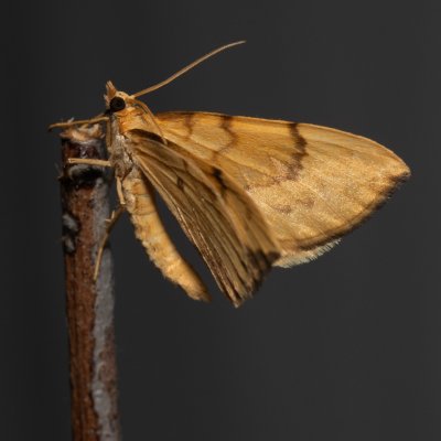 Eulithis pyraliata (píďalka mařinková), NPP Stránská skála