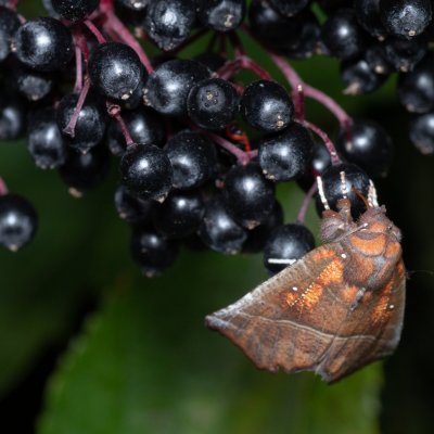 Scoliopteryx libatrix (sklepnice obecná), Popůvky