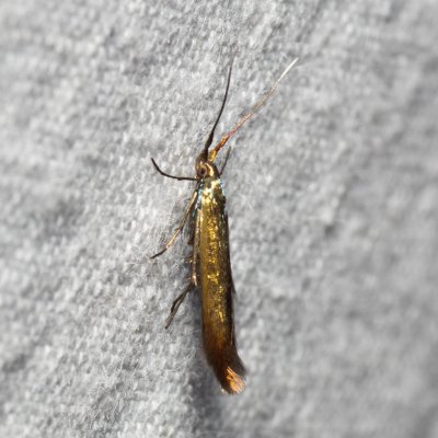 Coleophora frischella (-), Hády - lesní lom