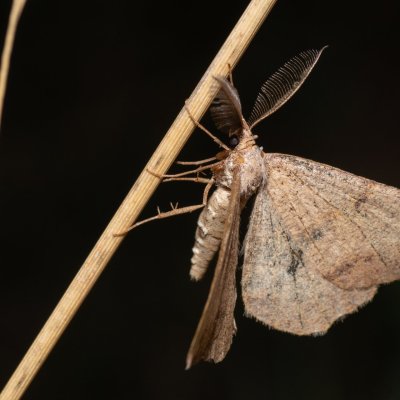 Selidosema plumaria (tmavoskvrnáč čilimníkový), PR Kamenný vrch