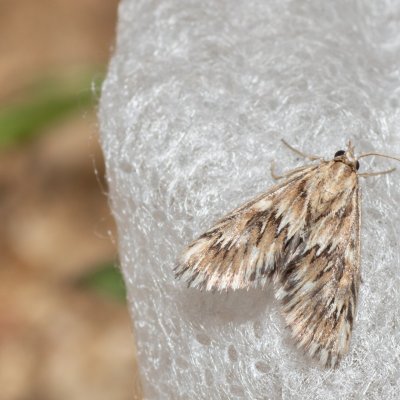 Cynaeda dentalis (zavíječ hadincový), Bratčice