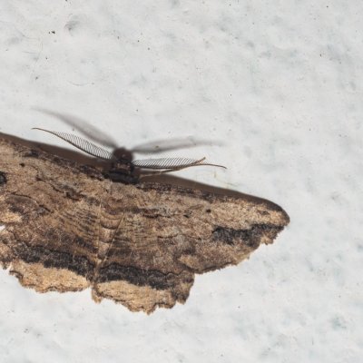 Menophra abruptaria (-), GR, Makrata, Korfu
