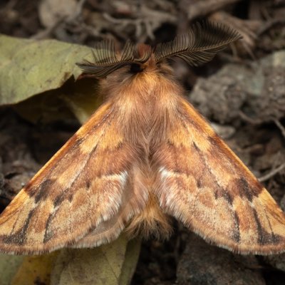 Ptilophora plumigera (hřbetozubec javorový), PR Kamenný vrch