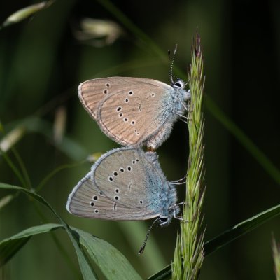 Cyaniris semiargus (modrásek lesní), SK, Štôla