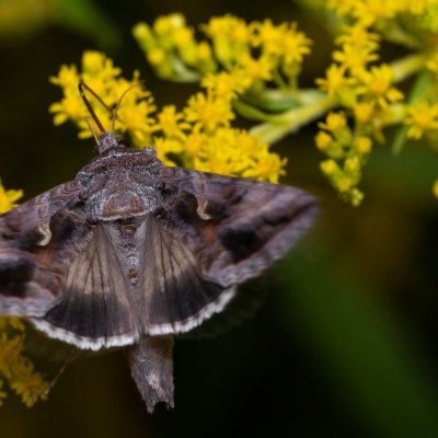 Autographa gamma (kovolesklec gama), PP Černice