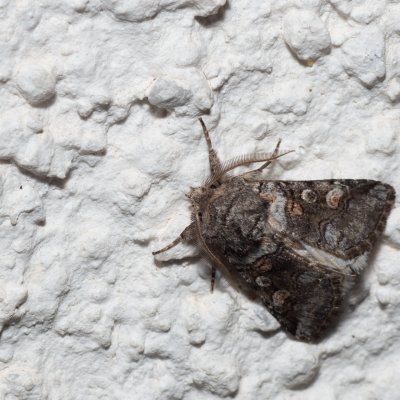 Cleoceris scoriacea (jasnobarvec bělozářkový), HR, Jablanac