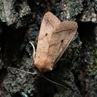 Agrochola macilenta (polnice buková), Žebětín