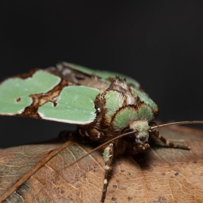 Staurophora celsia (travařka ozdobná), Hodonín - Zbrod