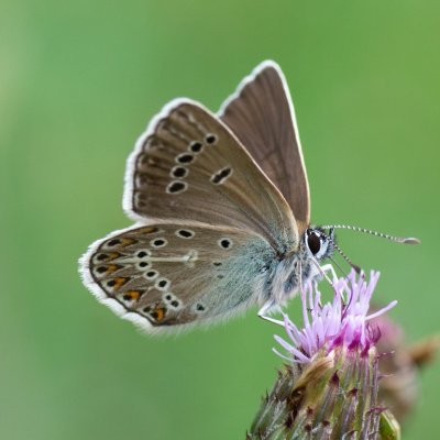 Aricia eumedon (modrásek bělopásný), SK, Štôla