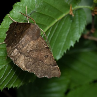 Odontopera bidentata (zejkovec dvojzubý), Žebětín