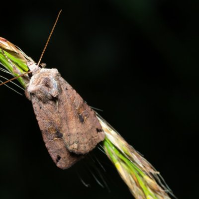 Xestia baja (osenice rulíková), Březina