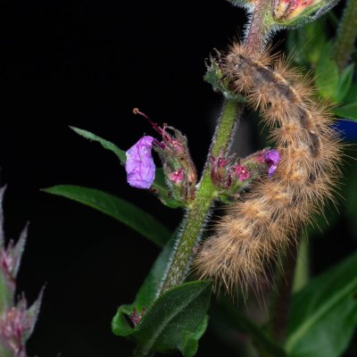 Phragmatobia fuliginosa (přástevník šťovíkový), PP Bobrava