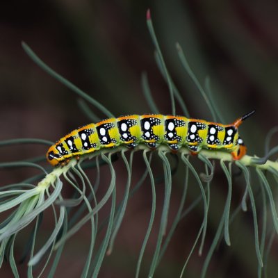 Hyles euphorbiae (lišaj pryšcový), PP Pánov