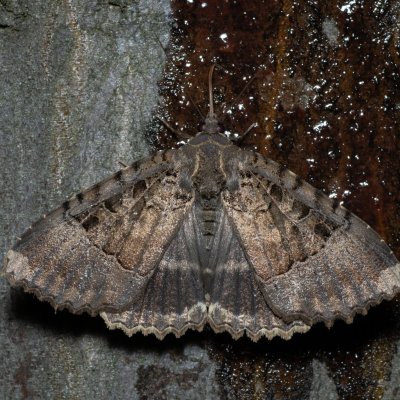 Mormo maura (blýskavka černopásá), Březina