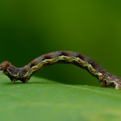Erannis defoliaria (tmavoskvrnáč zhoubný), Podkomorské lesy, Kopeček
