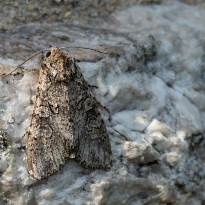 Polia nebulosa (můra jitrocelová), SK, Štôla