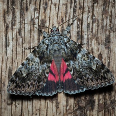 Catocala promissa (stužkonoska úzkopásá), Žebětín