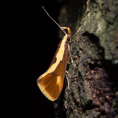 Harpella forficella (krásněnka pařezová), Devět křížů