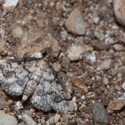 Metasia ophialis (-), GR, Myrtidion monastery, Korfu