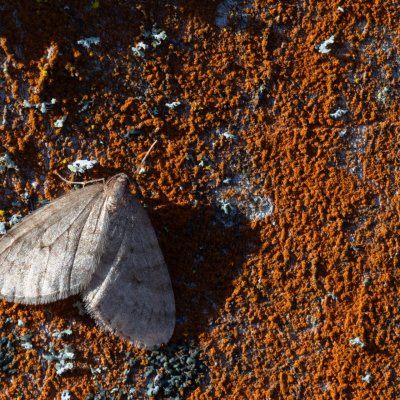 Operophtera brumata (píďalka podzimní), Podkomorské lesy
