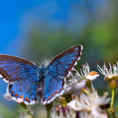 Polyommatus bellargus (modrásek jetelový), PR Liščí vrch