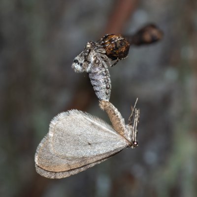 Operophtera brumata (píďalka podzimní), Stará dálnice, Brno