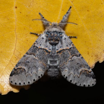 Furcula furcula (hranostajník jívový), Hrabětice