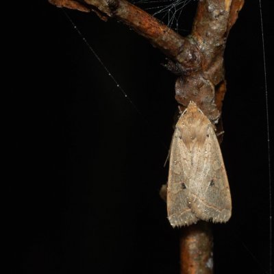 Agrochola macilenta (polnice buková), Žebětín