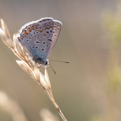 Polyommatus icarus (modrásek jehlicový), PR Kamenný vrch