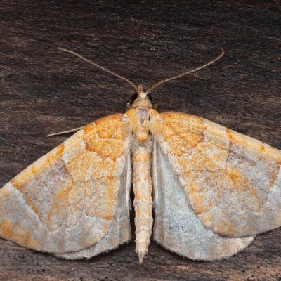 Eulithis testata (píďalka mokřadní), NPR Radostínské rašeliniště