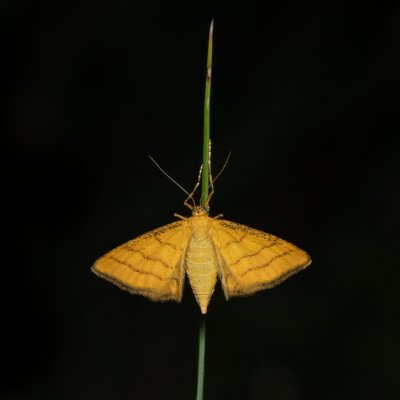 Idaea aureolaria (žlutokřídlec zlatožlutý), NPP Stránská skála