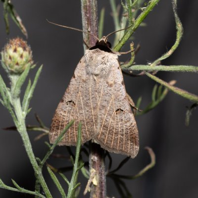 Lygephila craccae (hnědopáska vikvicová), Lysá hora u Ochozu