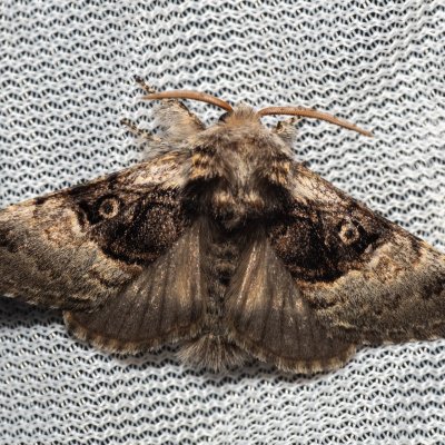 Colocasia coryli (běloskvrnka lísková), PP Na cvičišti