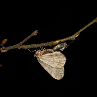 Operophtera brumata (píďalka podzimní), Žebětín