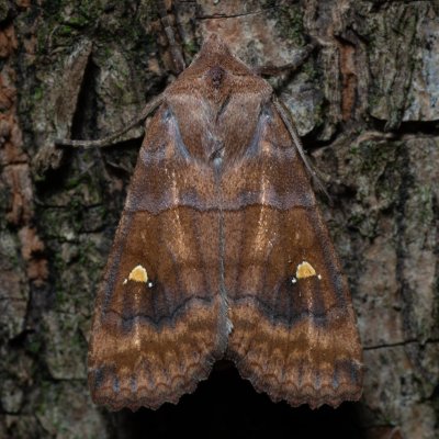 Eupsilia transversa (zimovnice dravá), Žebětín