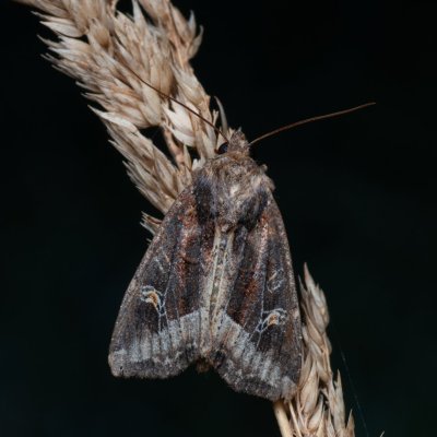 Helotropha leucostigma (šedavka pobřežní), PP Bobrava