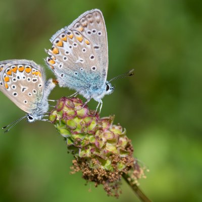 Polyommatus icarus (modrásek jehlicový), HR, Slunj