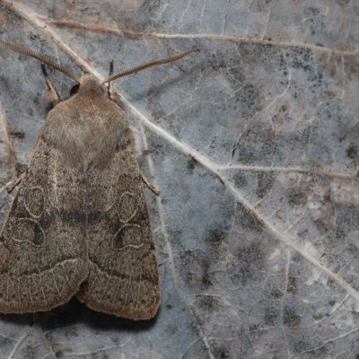 Orthosia cerasi (jarnice lipová), Kývalka