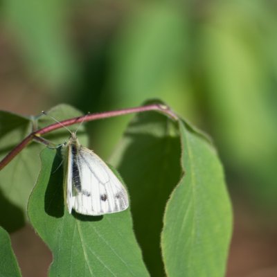 Pieris napi (bělásek řepkový), NPR Krumlovsko-rokytenské slepence