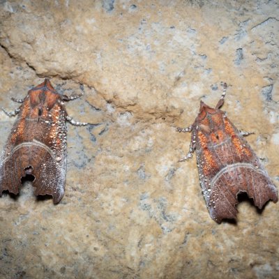 Scoliopteryx libatrix (sklepnice obecná), jeskyně Jáchymka