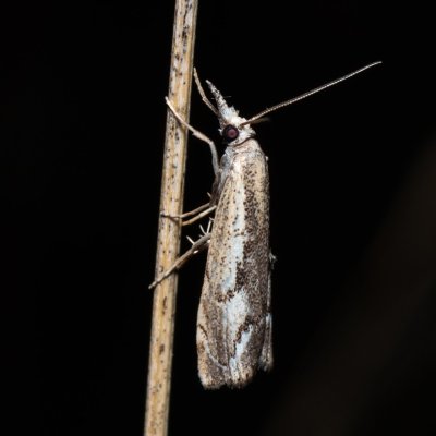 Agriphila tolli (-), PR U Brněnky