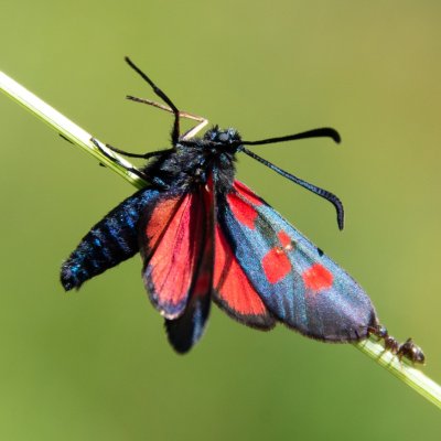 Zygaena viciae (vřetenuška komonicová), SK, Štôla