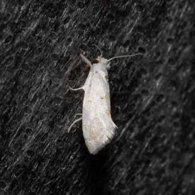 Niphonympha dealbatella (-), Lysá hora u Ochozu