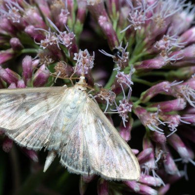 Pleuroptya ruralis (zavíječ kopřivový), Augšperský potok