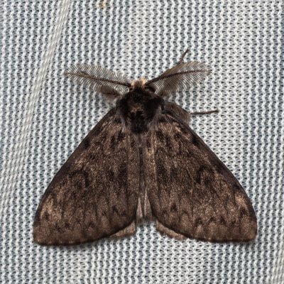 Lymantria monacha (bekyně mniška), NPP Jeskyně Pekárna