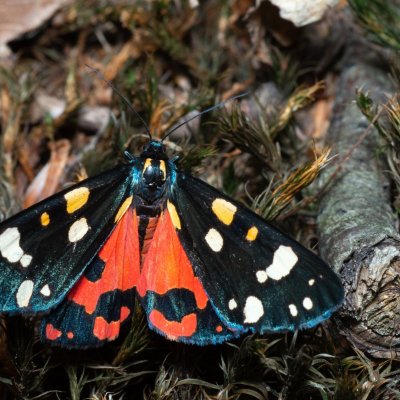 Callimorpha dominula (přástevník hluchavkový), Žebětín